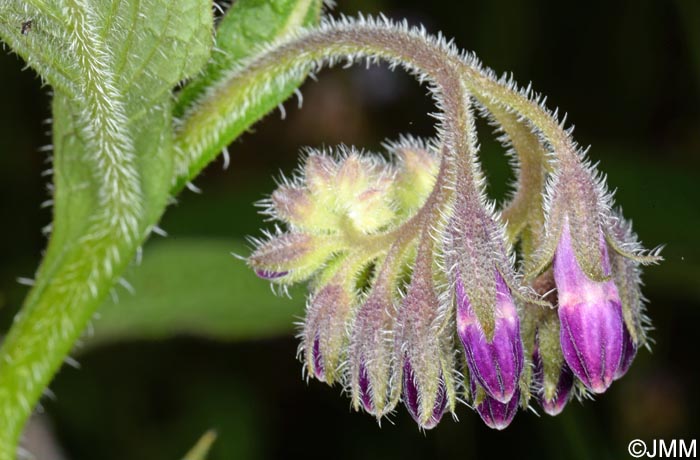 Symphytum officinale