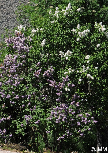 Syringa vulgaris