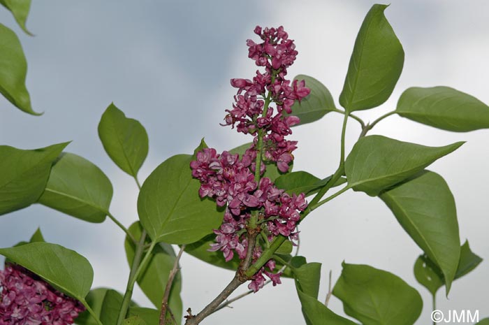 Syringa vulgaris