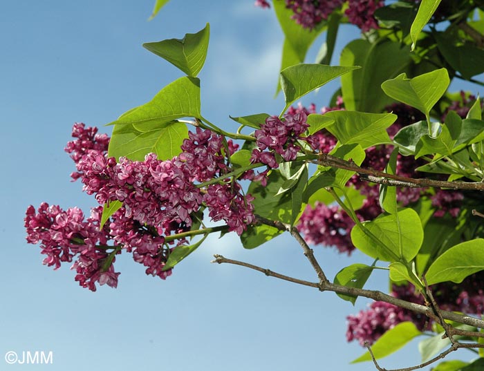 Syringa vulgaris