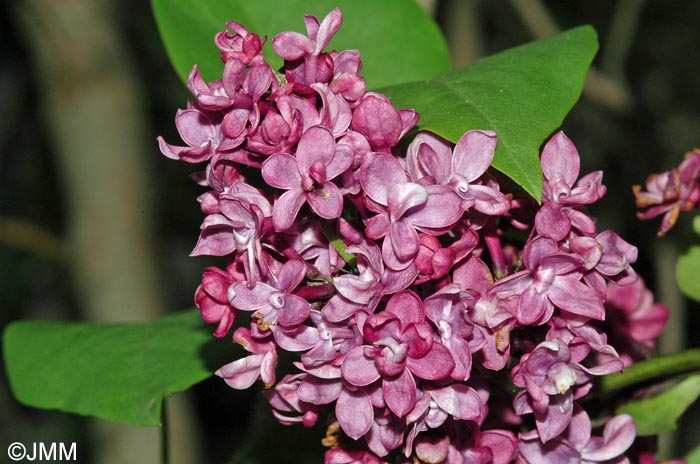 Syringa vulgaris