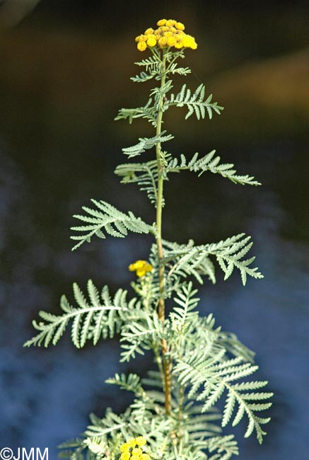 Tanacetum vulgare