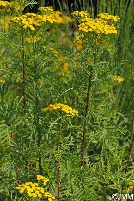 Tanacetum vulgare