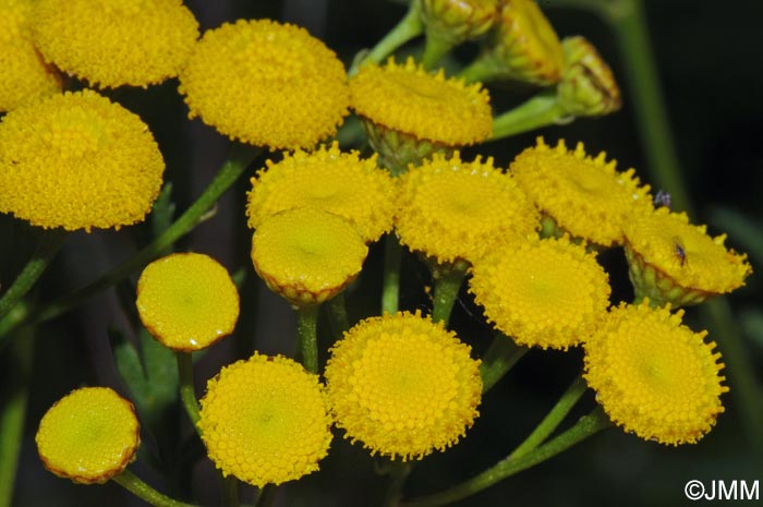 Tanacetum vulgare