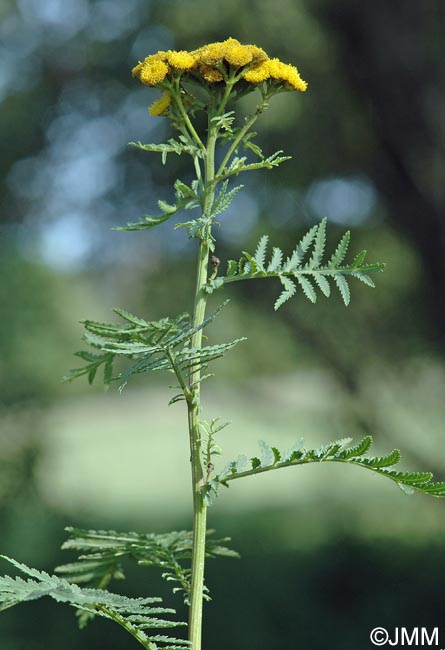 Tanacetum vulgare