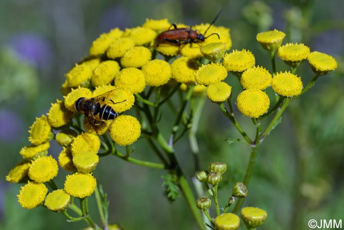 Tanacetum vulgare