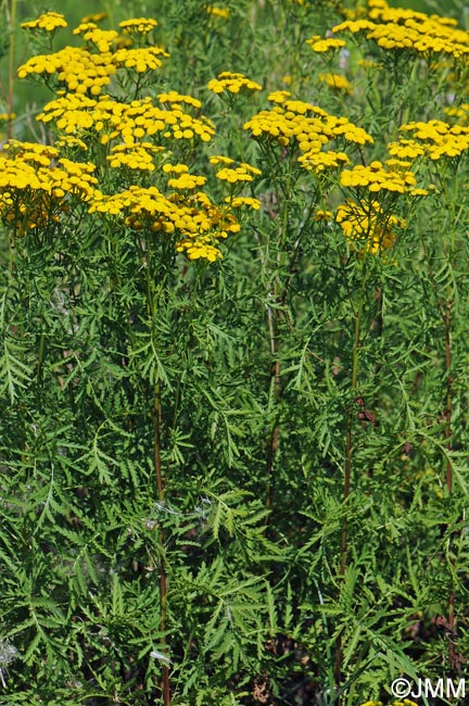 Tanacetum vulgare