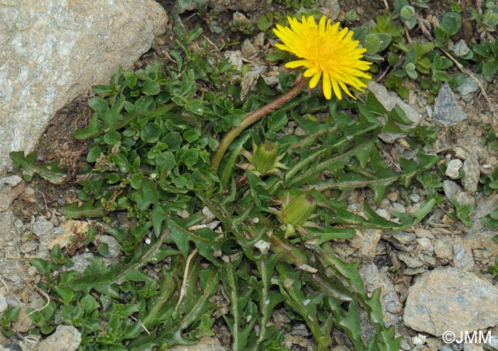 Taraxacum alpinum