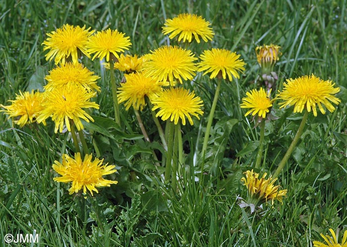 Taraxacum officinale