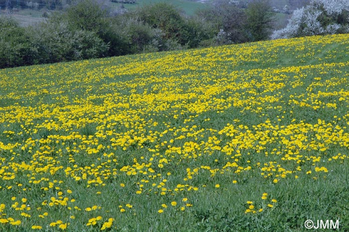Taraxacum officinale