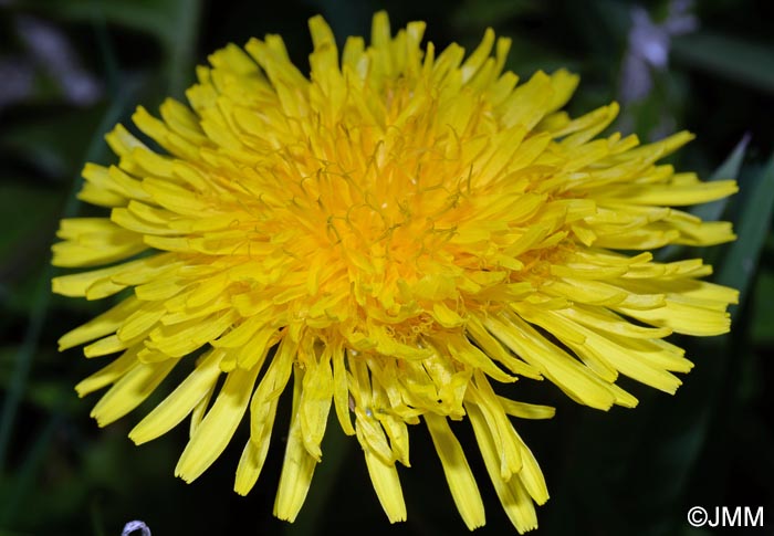 Taraxacum officinale
