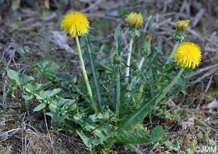 Taraxacum officinale