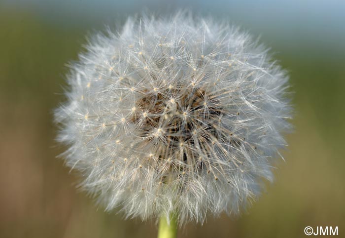 Taraxacum officinale