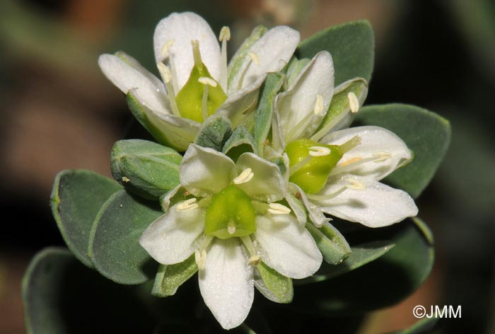 Telephium imperati