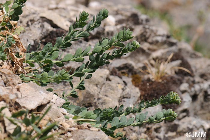 Telephium imperati