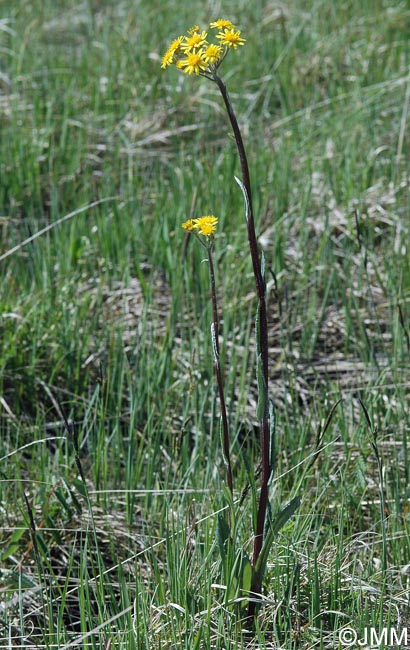 Tephroseris helenitis