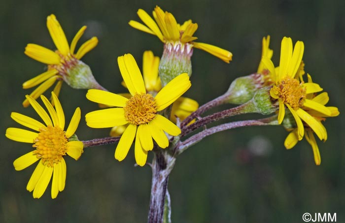 Tephroseris helenitis