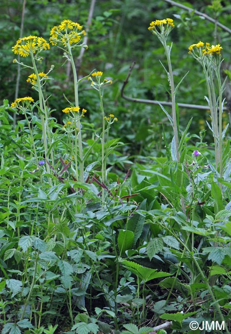 Tephroseris helenitis