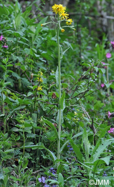 Tephroseris helenitis