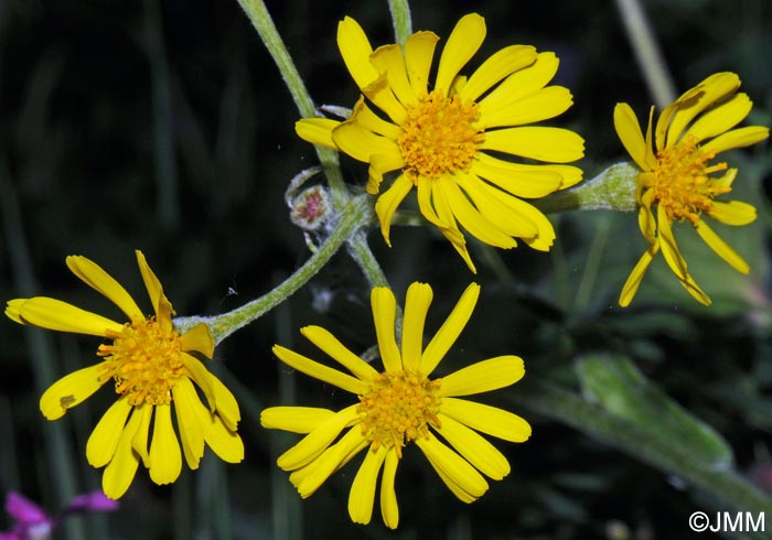 Tephroseris helenitis