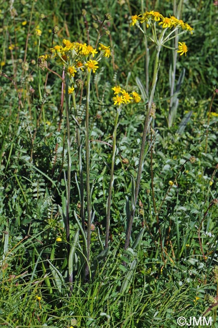 Tephroseris integrifolia