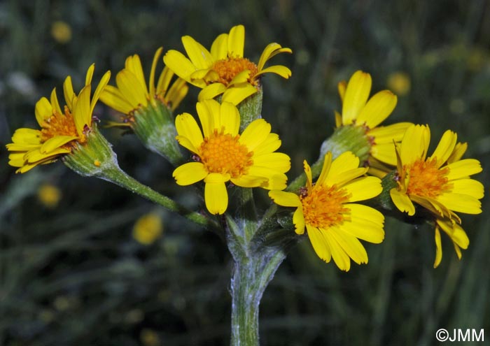 Tephroseris integrifolia
