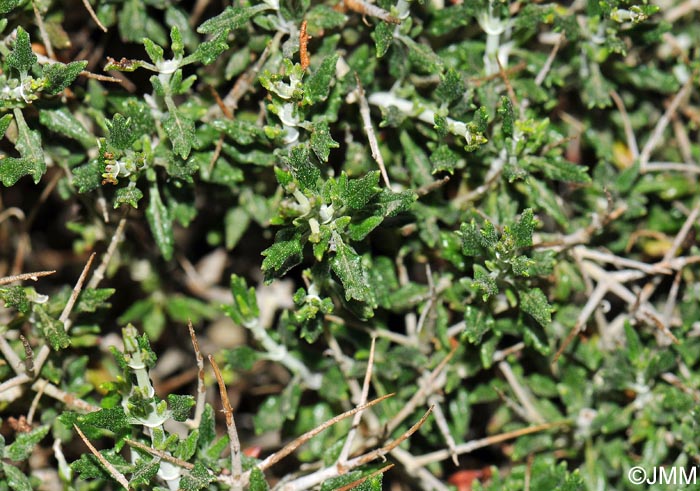 Teucrium balearicum