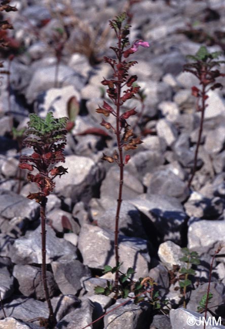 Teucrium botrys