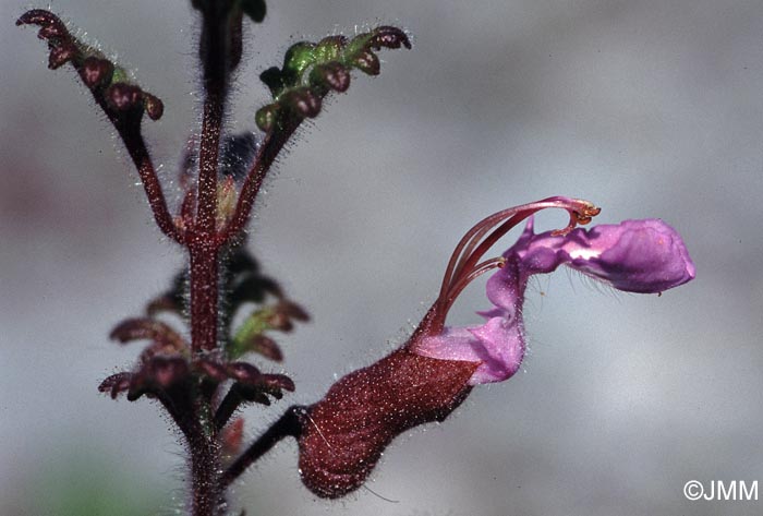 Teucrium botrys