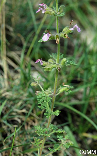 Teucrium botrys