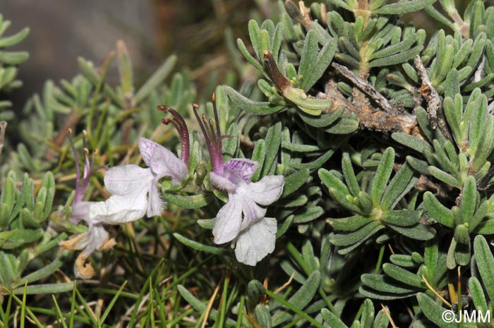 Teucrium brevifolium