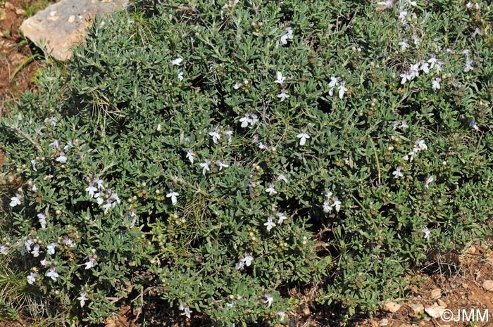 Teucrium brevifolium