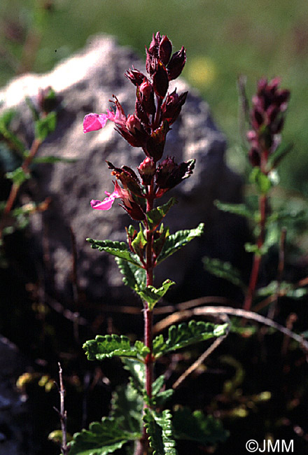 Teucrium chamaedrys