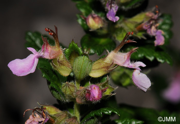 Teucrium chamaedrys