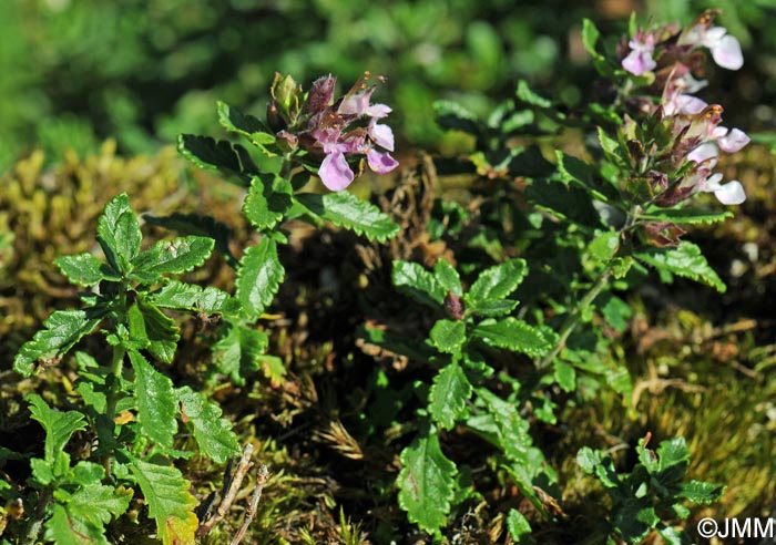 Teucrium chamaedrys