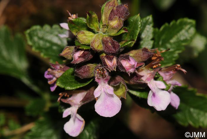 Teucrium chamaedrys