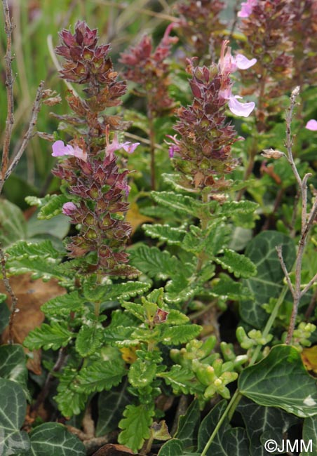 Teucrium chamaedrys