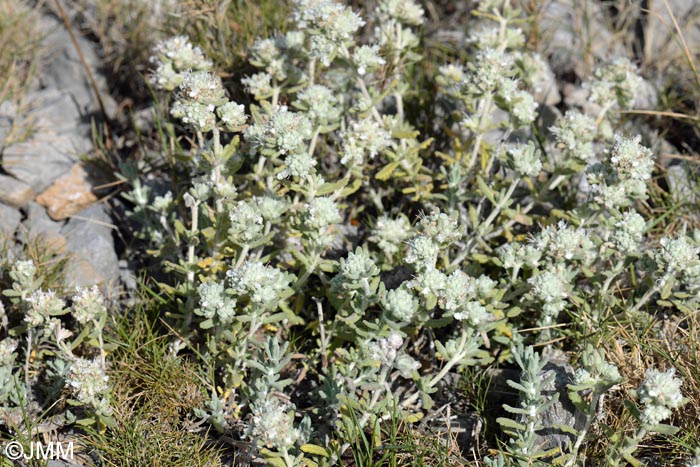 Teucrium dunense