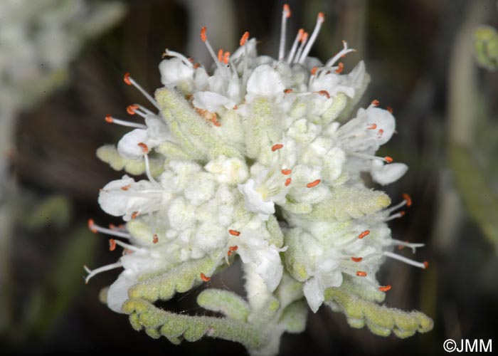 Teucrium dunense