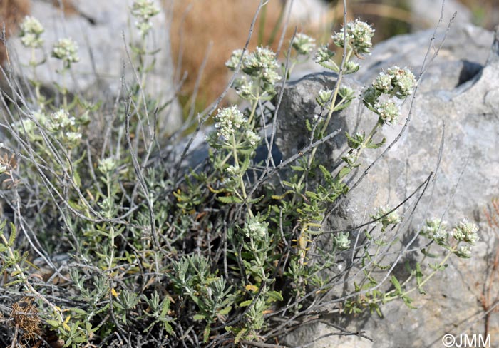 Teucrium dunense