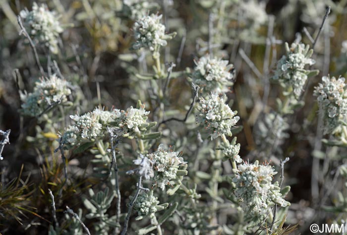 Teucrium dunense