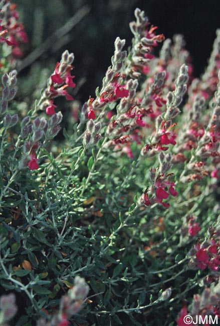 Teucrium marum