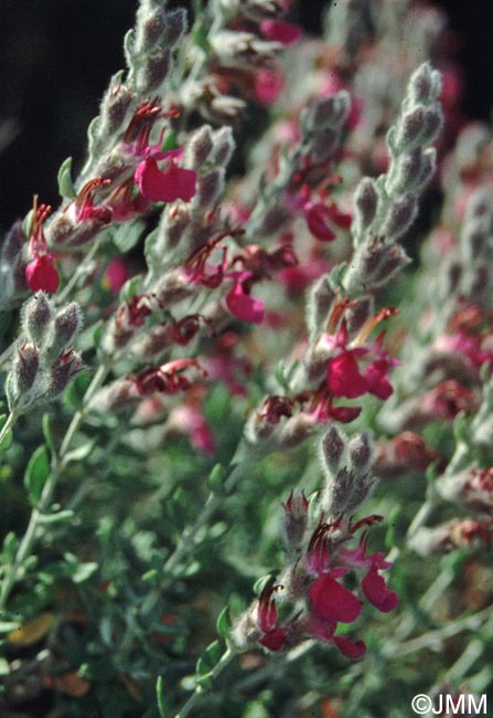 Teucrium marum