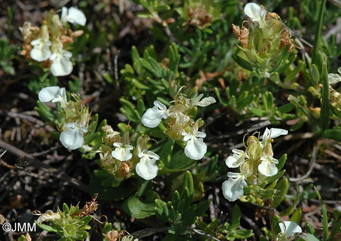 Teucrium montanum