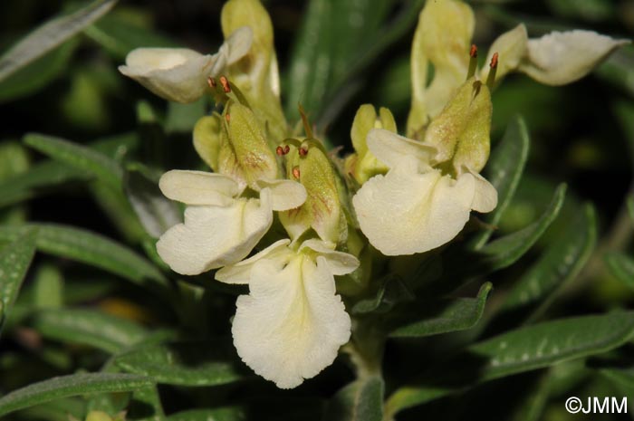 Teucrium montanum