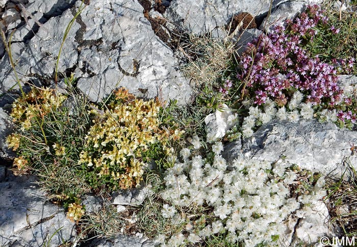 Teucrium montanum & Thymus serpyllum