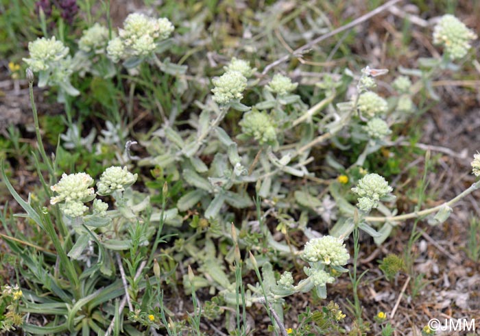 Teucrium polium