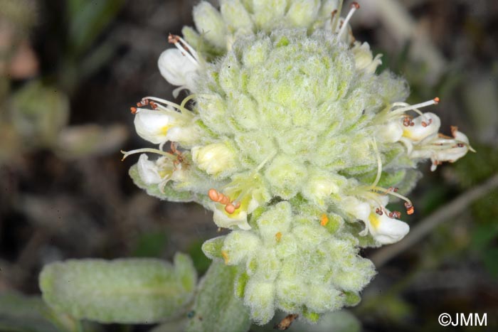 Teucrium polium