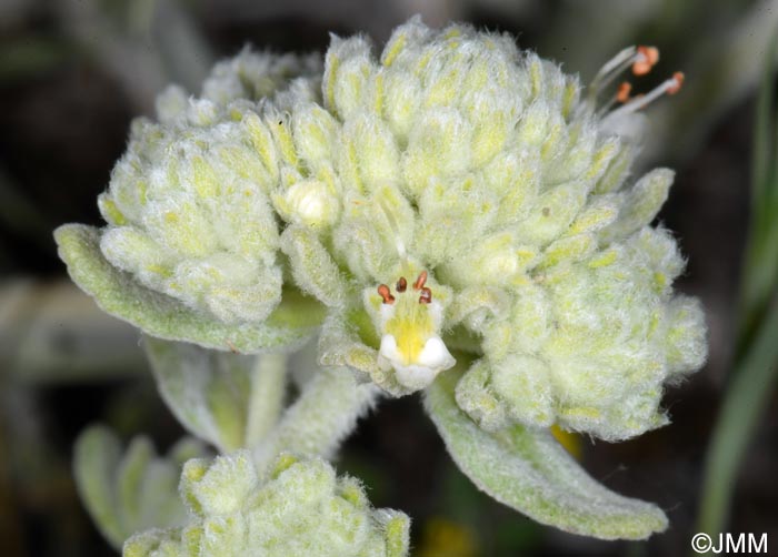 Teucrium polium