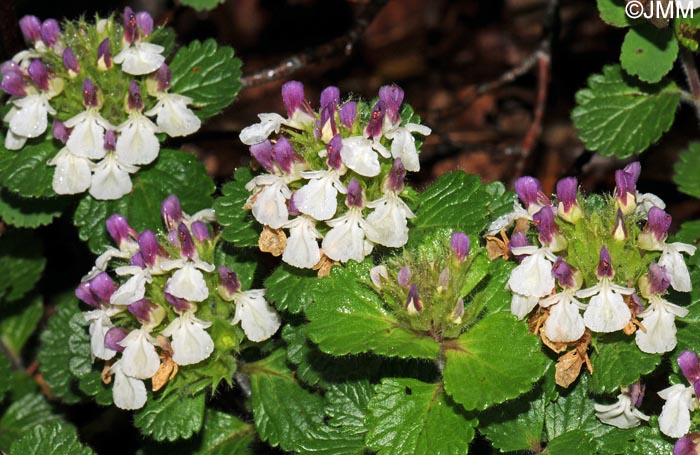 Teucrium pyrenaicum